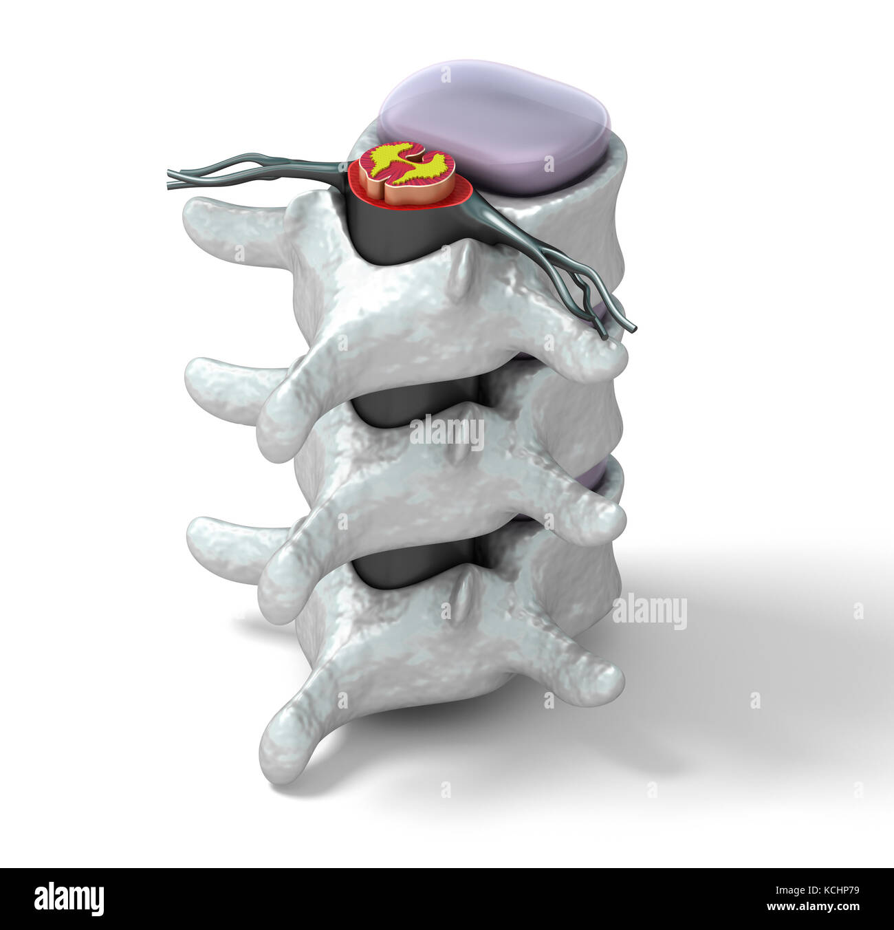 Colonne vertébrale humaine en détails : vertèbre, moelle osseuse, disque et nerfs. Isolé sur blanc 3D. Banque D'Images