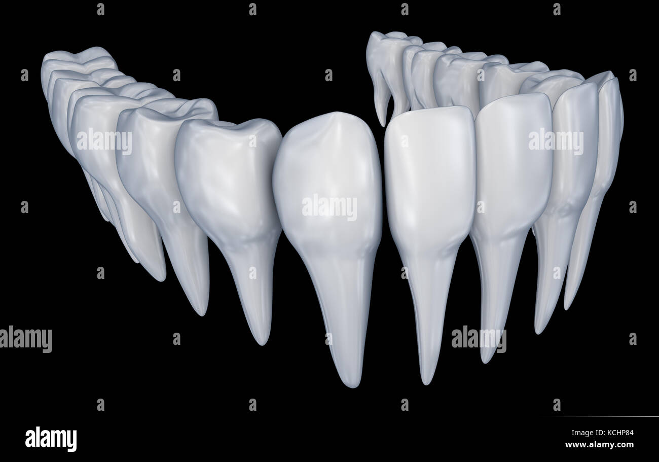 Dents humaines. instalation 3D précise de l'anatomie dentaire médicalement. Banque D'Images