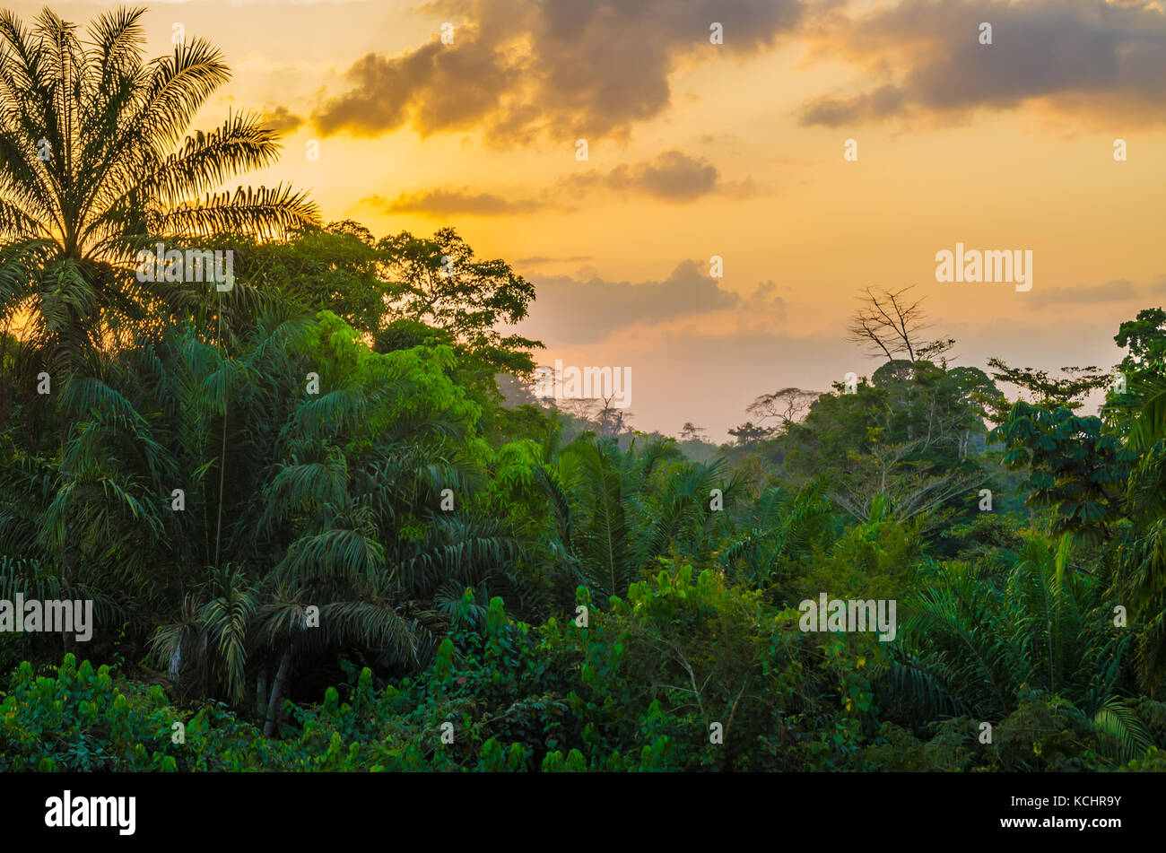 Belle végétation luxuriante forêt tropicale de l'Afrique de l'Ouest pendant l'incroyable coucher du soleil, au Libéria, en Afrique de l'Ouest Banque D'Images