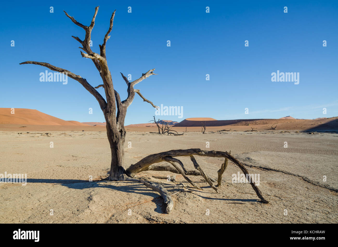Paysage avec arbre mort, dunes de sable rouge et sec à la surface de l'argile fissurée deadvlei, désert du namib, Namibie, Afrique Banque D'Images