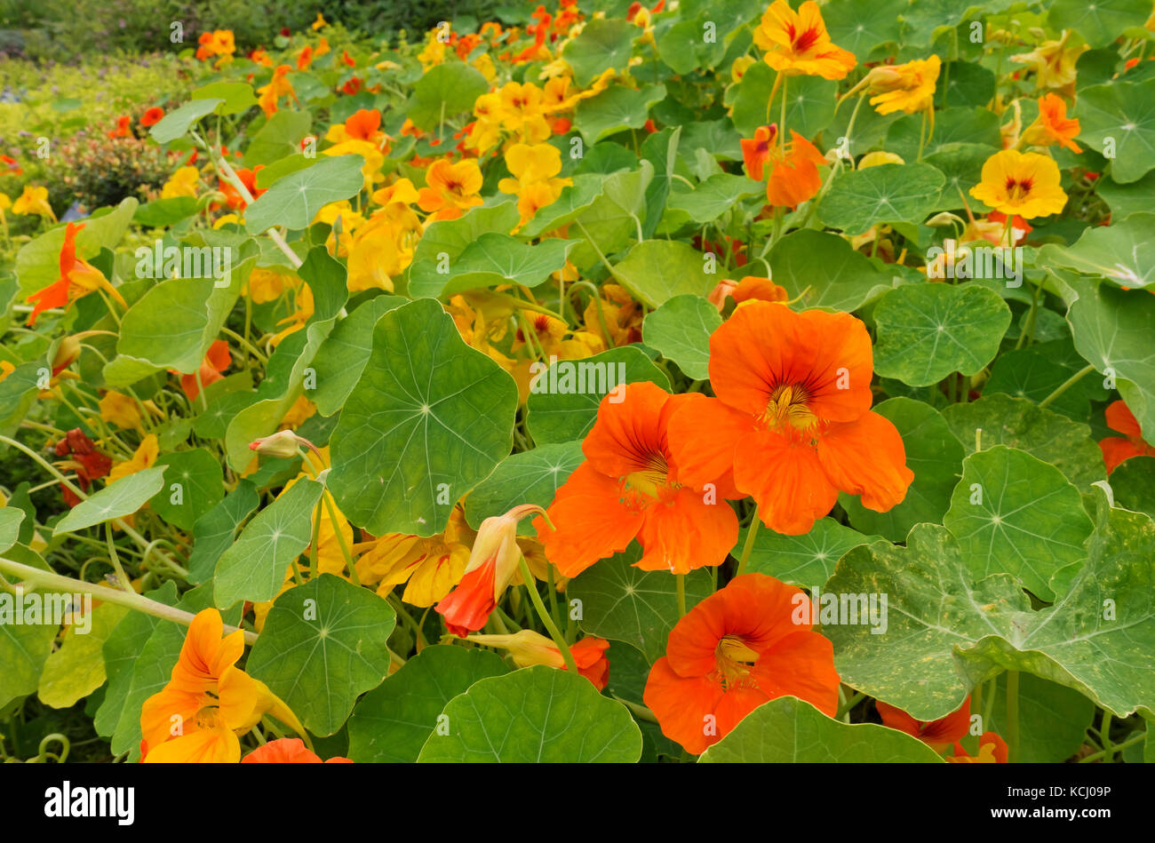 Gros plan de Tropaeolum majus jaune et orange nasturtium naturtiums fleurs floraison en été Angleterre Royaume-Uni Grande-Bretagne Banque D'Images