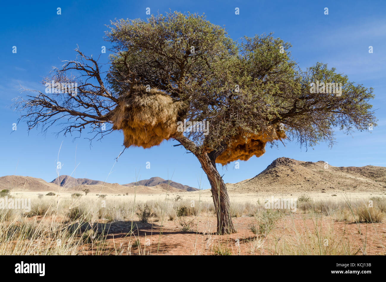 Acacia africains couverts à giant weaver nids d'oiseaux, Namibie, Afrique du Sud Banque D'Images