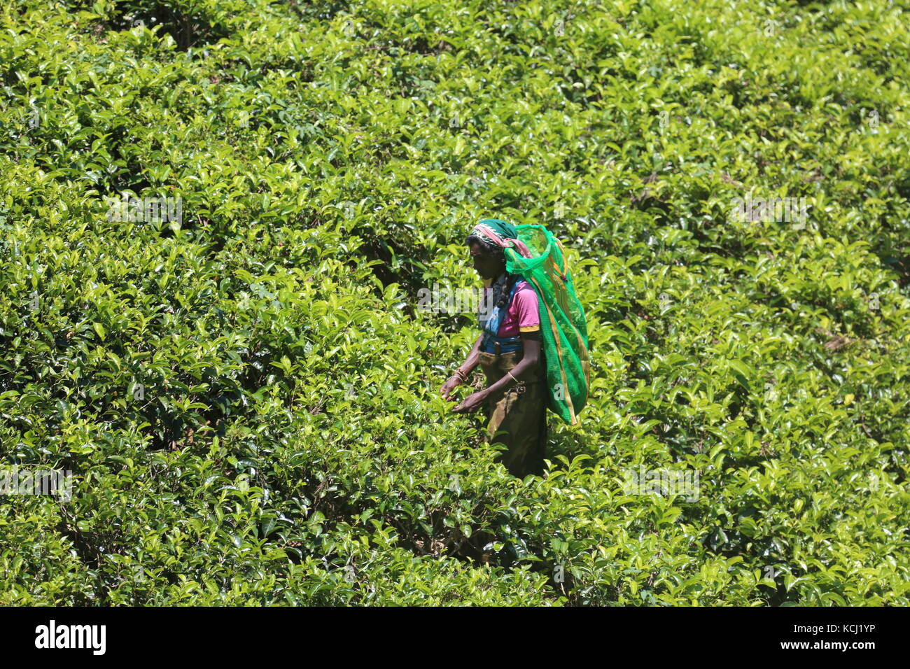 Tfrau haus pflücken von tee auf einer plantage au Sri Lanka - Woman picking plateau sur un plantage au Sri Lanka Banque D'Images