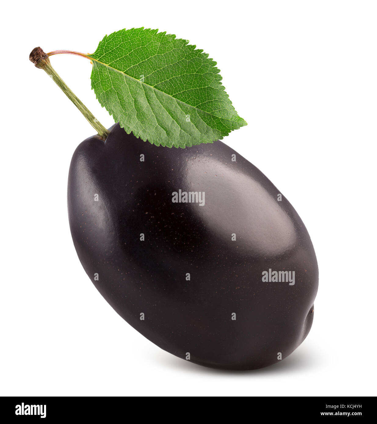 Plum isolé sur un fond blanc. Banque D'Images
