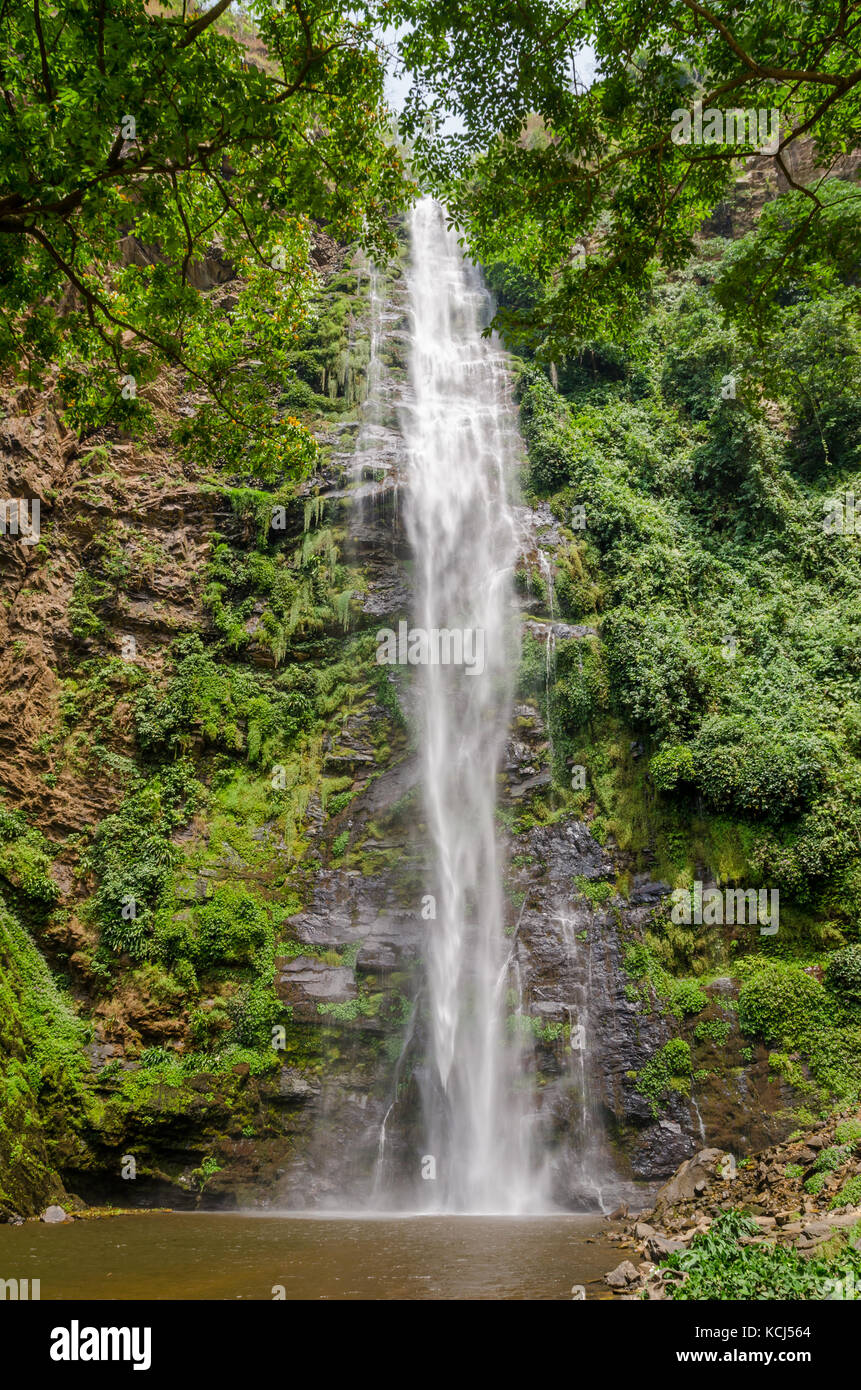 Les célèbres chutes d'eau de wli, la plus haute cascade de l'Afrique de l'ouest, entouré par une forêt tropicale, Ghana Banque D'Images