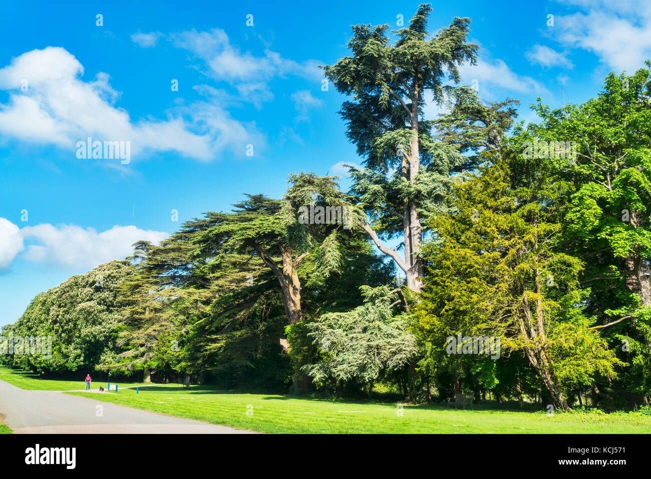 Cirencester ; park, spécimen, arbres, Gloucestershire, Royaume-Uni ; l'Angleterre Banque D'Images