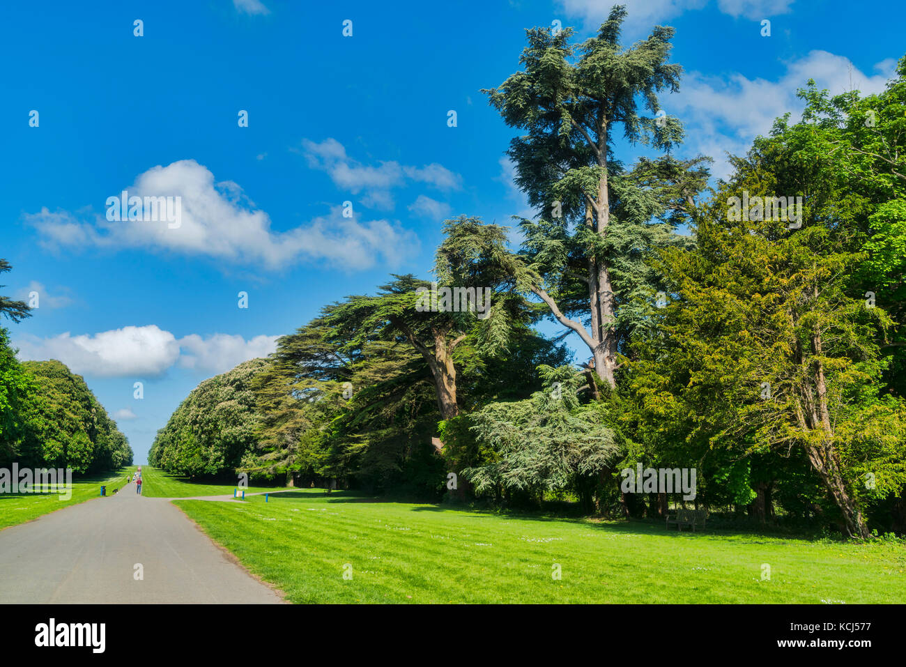 Cirencester ; park, spécimen, arbres, Gloucestershire, Royaume-Uni ; l'Angleterre Banque D'Images