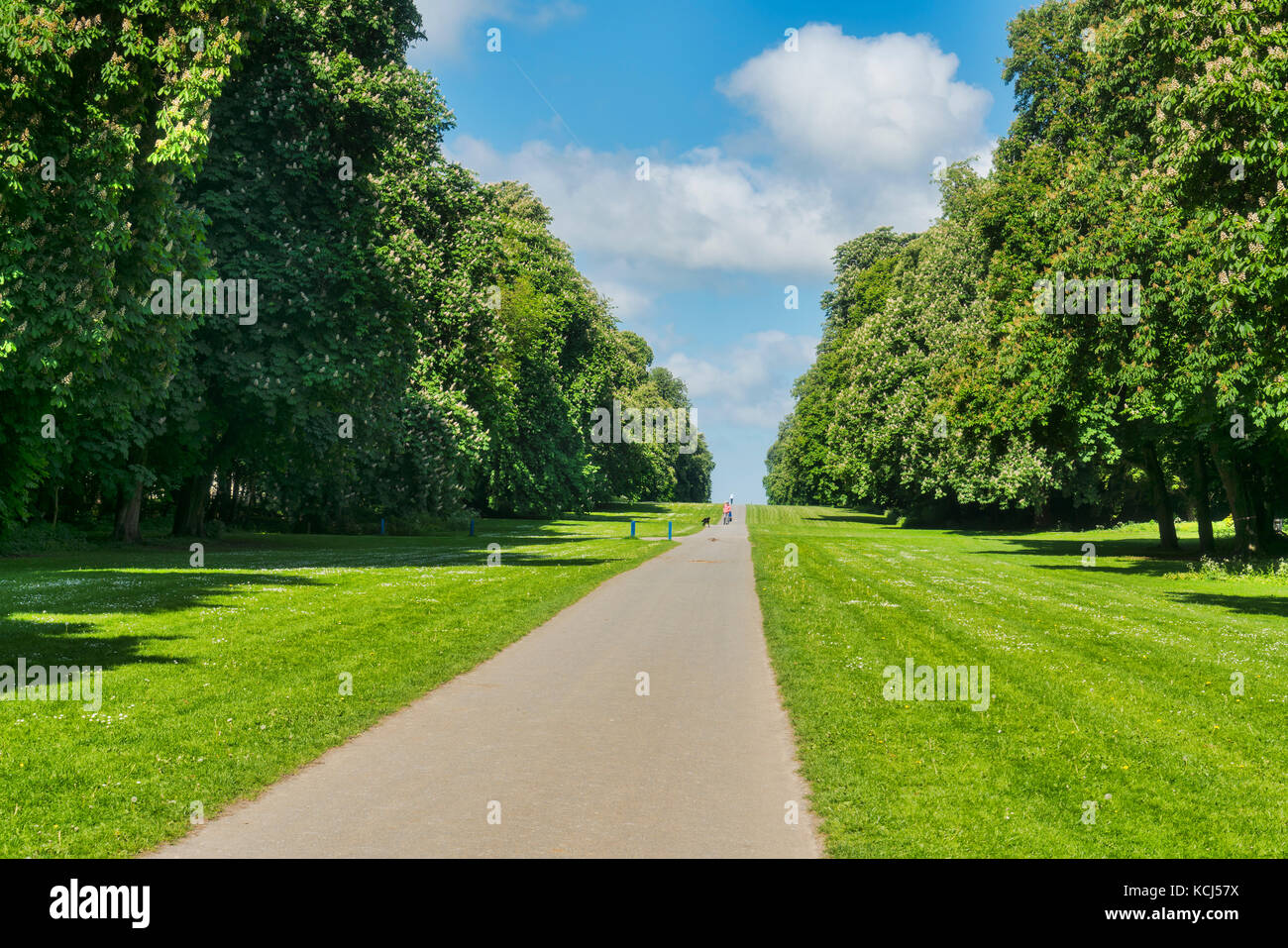 Cirencester ; Park, avenue, arbres, Gloucestershire, Royaume-Uni ; l'Angleterre Banque D'Images