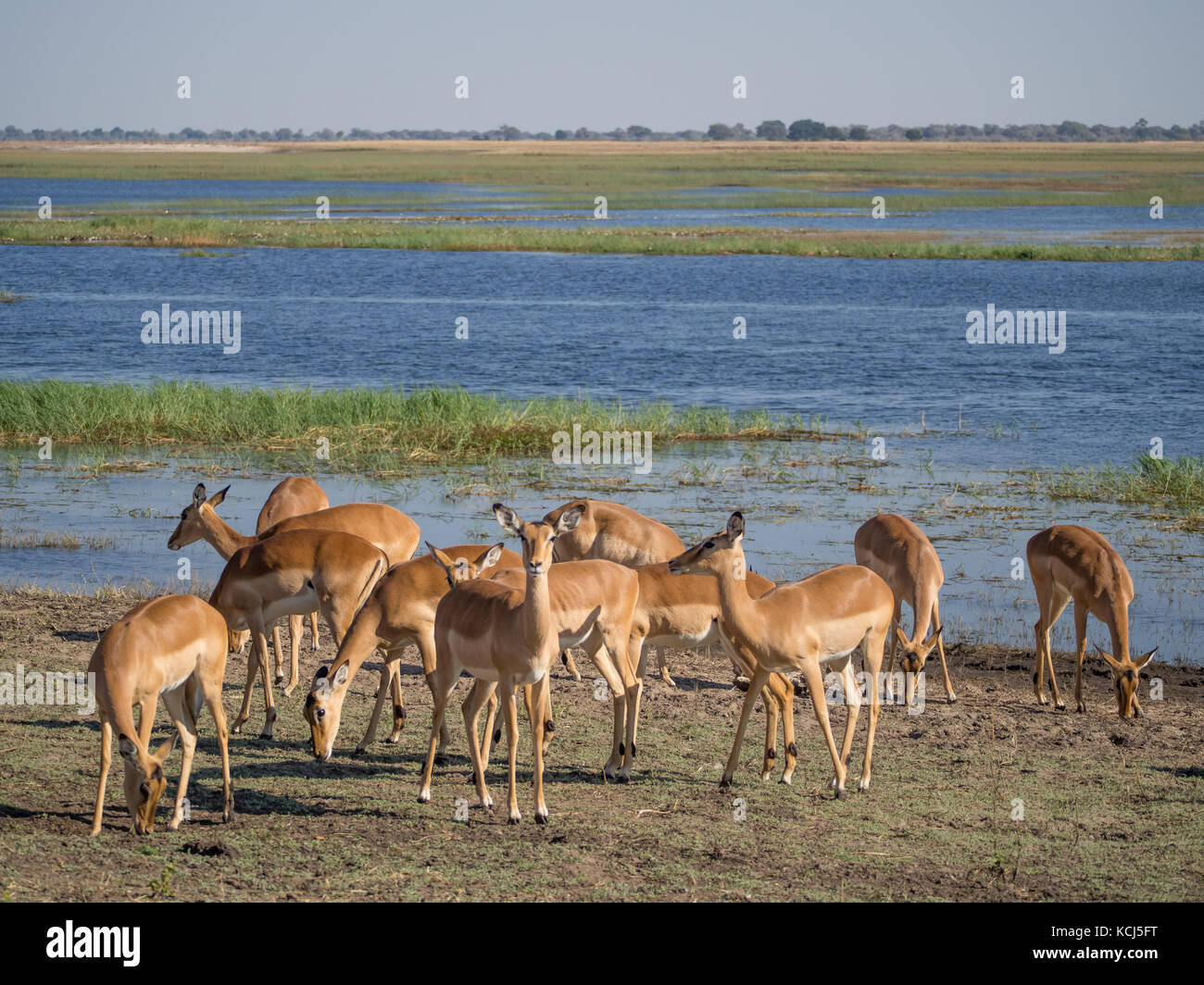 Groupe d'antilopes Impala et le pâturage d'alimentation en face de la rivière Chobe, chobe national park, botswana, Africa Banque D'Images