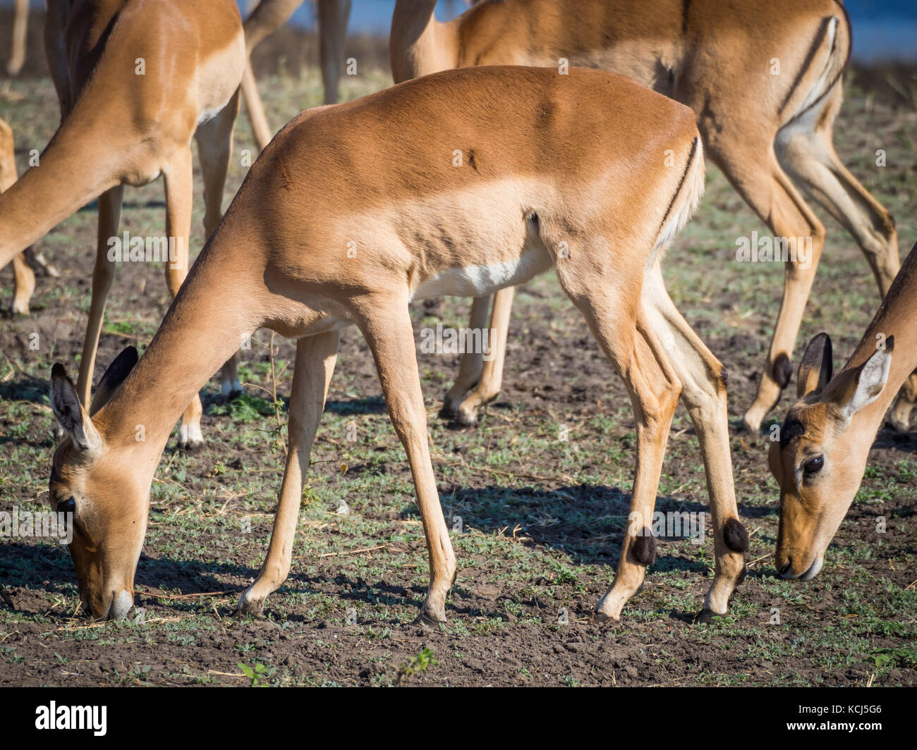 Groupe d'antilopes Impala et le pâturage d'alimentation en face de la rivière Chobe, chobe national park, botswana, Africa Banque D'Images