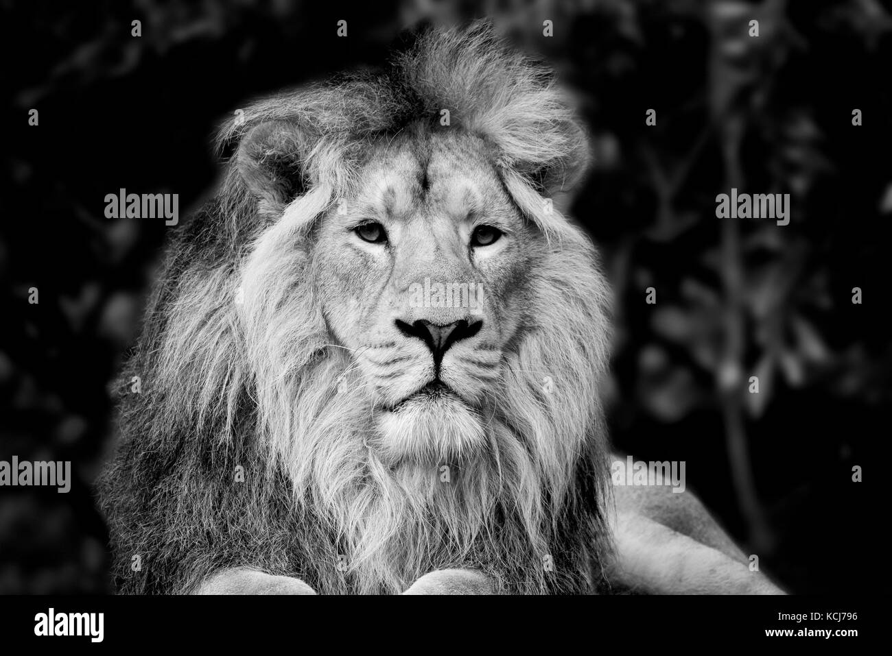 Beau noir et blanc portrait d'asiatic lion Panthera leo persica Banque D'Images