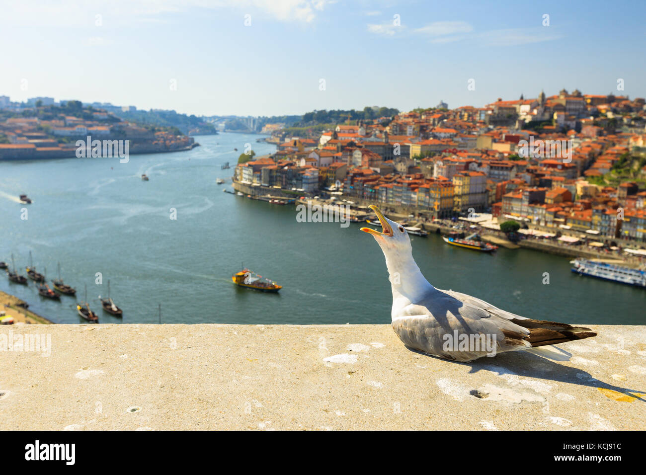 Porto skyline seagull Banque D'Images