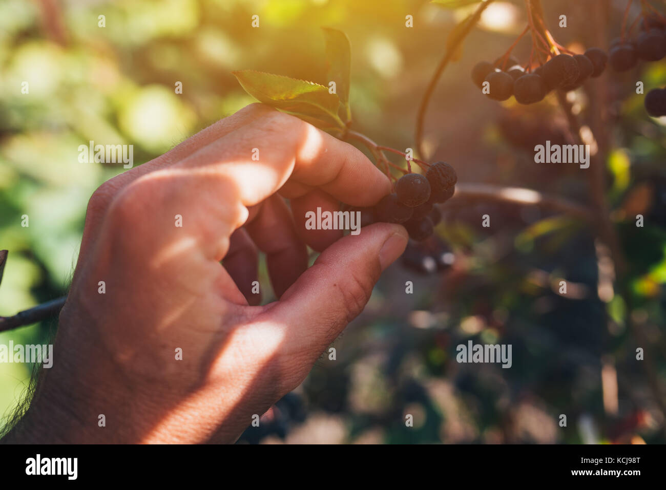 L'examen de l'agriculteur aronia petits fruits cultivés au jardin bio, homme hand holding mûrissement des fruits Banque D'Images