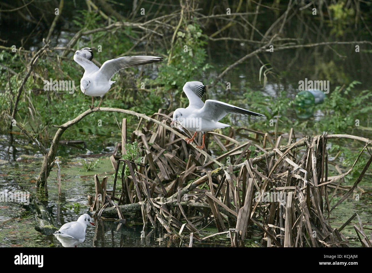 Mouette rieuse Larus ridibundus deux essaie en plumage d'hiver à se percher sur petite branche Banque D'Images