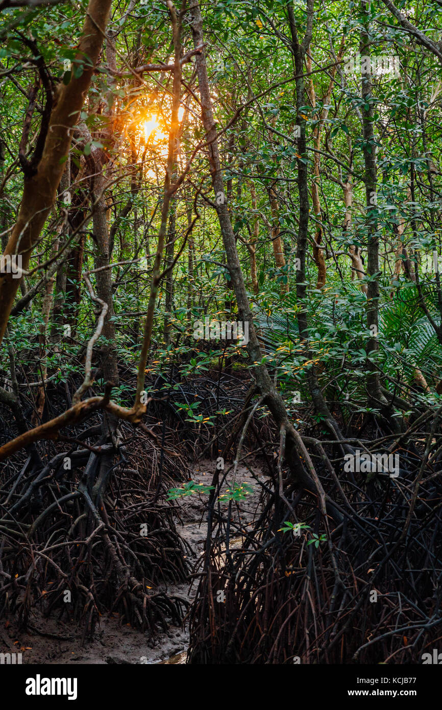 Une forêt de mangrove de conservation sur la rivière krabi près de la ville de Krabi, Thaïlande Banque D'Images