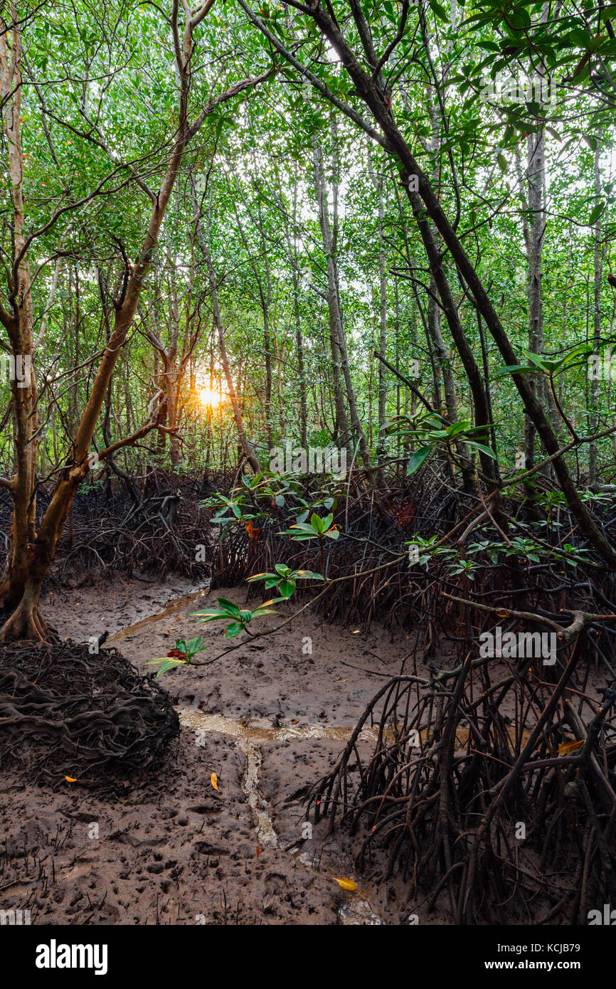 Une forêt de mangrove de conservation sur la rivière krabi près de la ville de Krabi, Thaïlande Banque D'Images