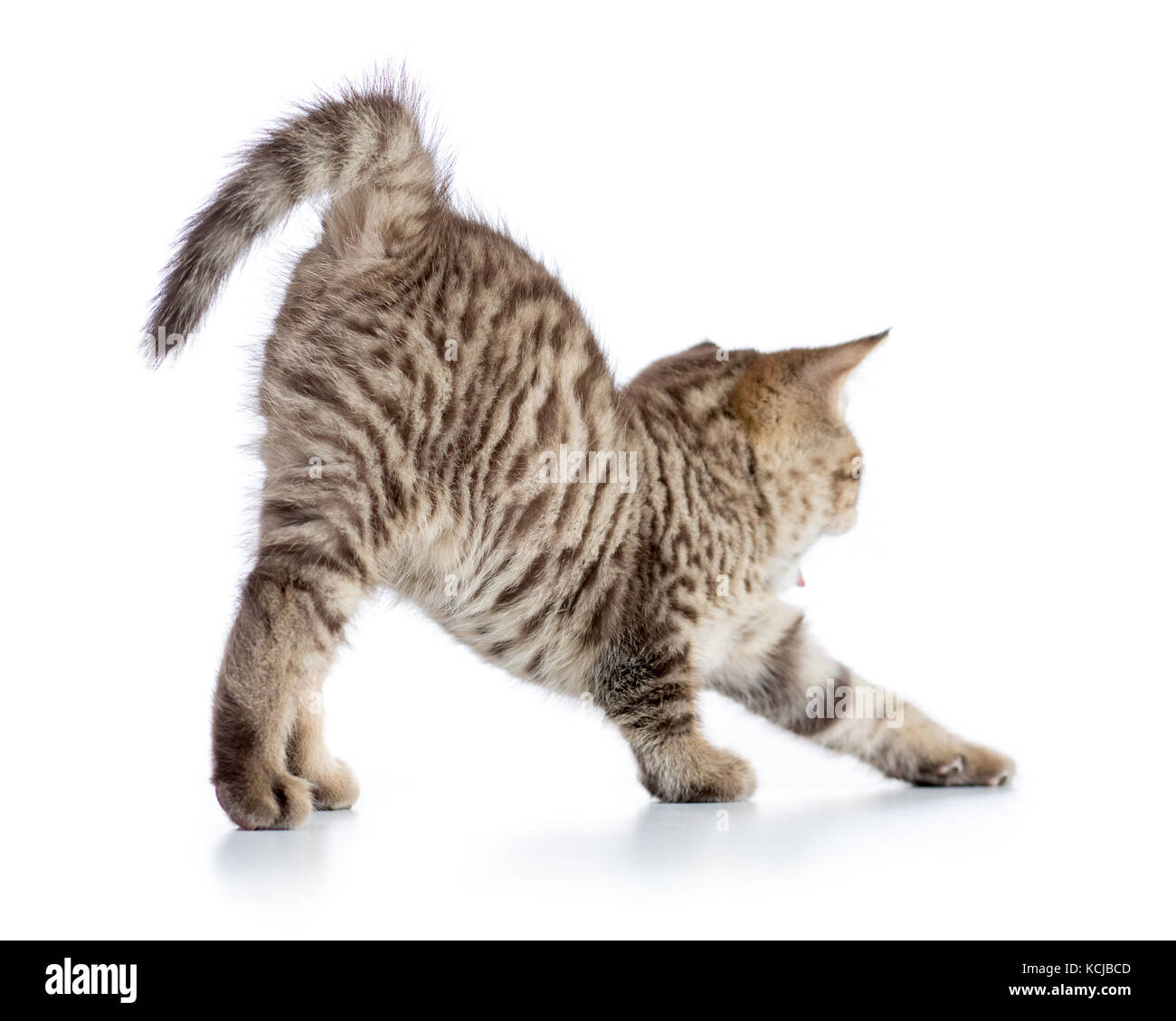 Tabby chaton mignon qui s'étend sur fond blanc Banque D'Images