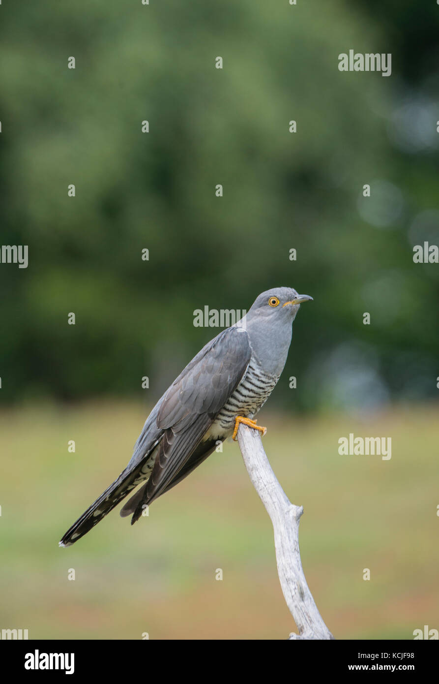 Cuckoo Cuculus canorus. homme : Surrey, Royaume-Uni. Banque D'Images