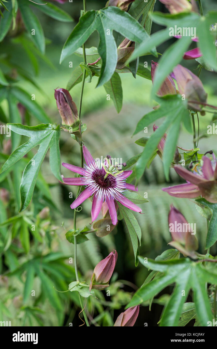 La passion des fleurs : passiflora x violacea. Jardin botanique, Surrey, UK Banque D'Images