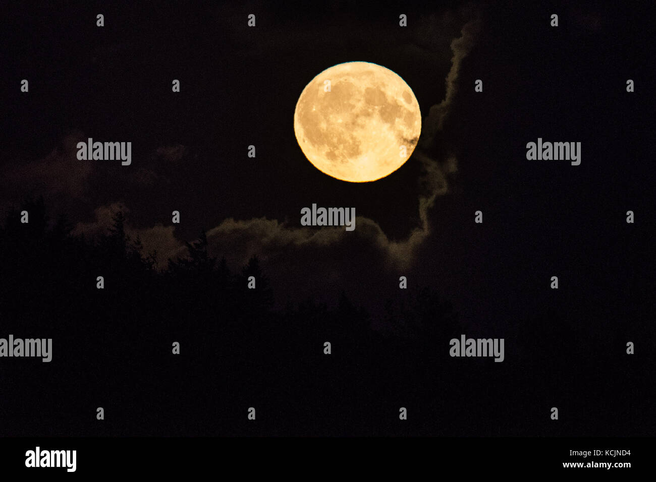 Aberystwyth pays de Galles Royaume-Uni, jeudi 05 octobre 2017 Météo Royaume-Uni : une glorieuse « Harvest Moon » pleine lune se levant dramatiquement au-dessus des collines à la périphérie d'Aberystwyth lors d'une nuit de nuages brisés dans l'ouest du pays de Galles. Le terme Moisson Lune fait référence à la pleine lune qui tombe le plus près de l'équinoxe d'automne, qui a eu lieu le 22 septembre. La plupart des années, la Lune de la récolte se produit en septembre, mais tous les trois ans environ, elle se produit en octobre. Crédit photo : Keith Morris/Alamy Live News Banque D'Images