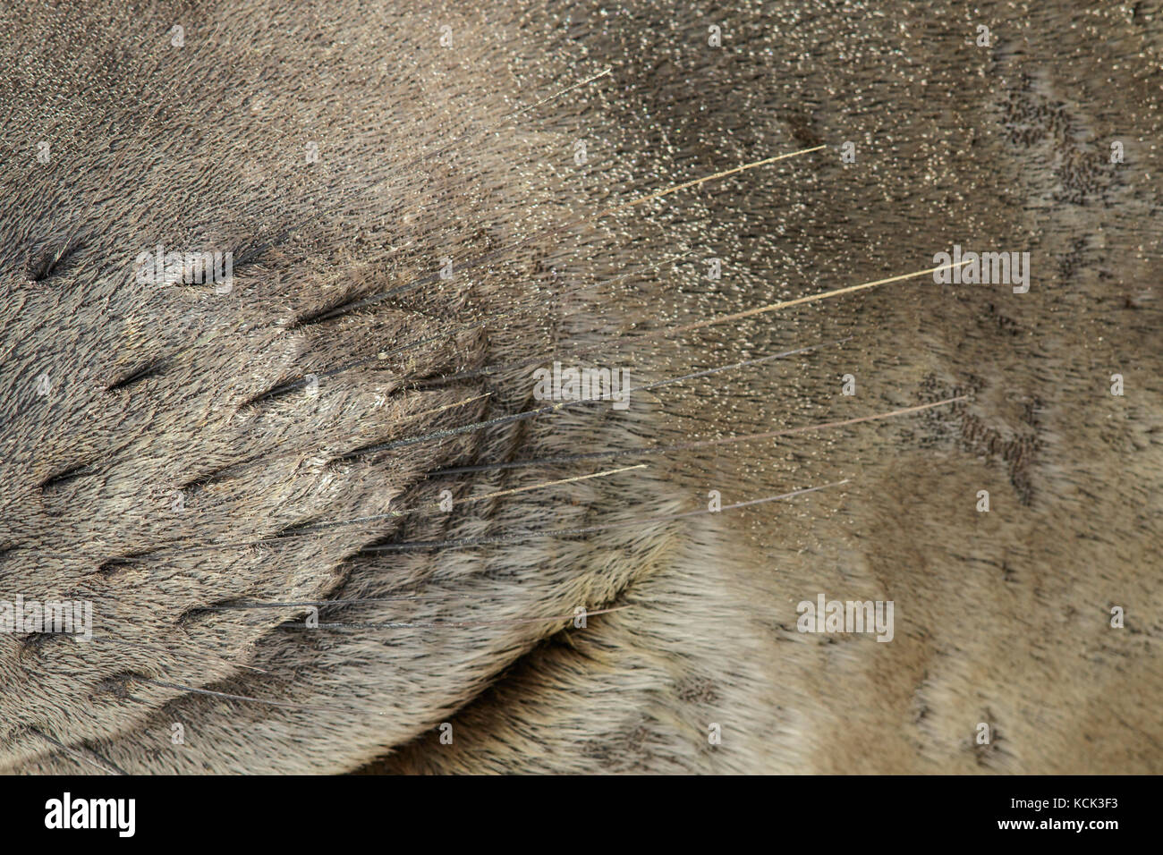 Close up of eye ball éléphant de l'île de Géorgie du Sud. Banque D'Images