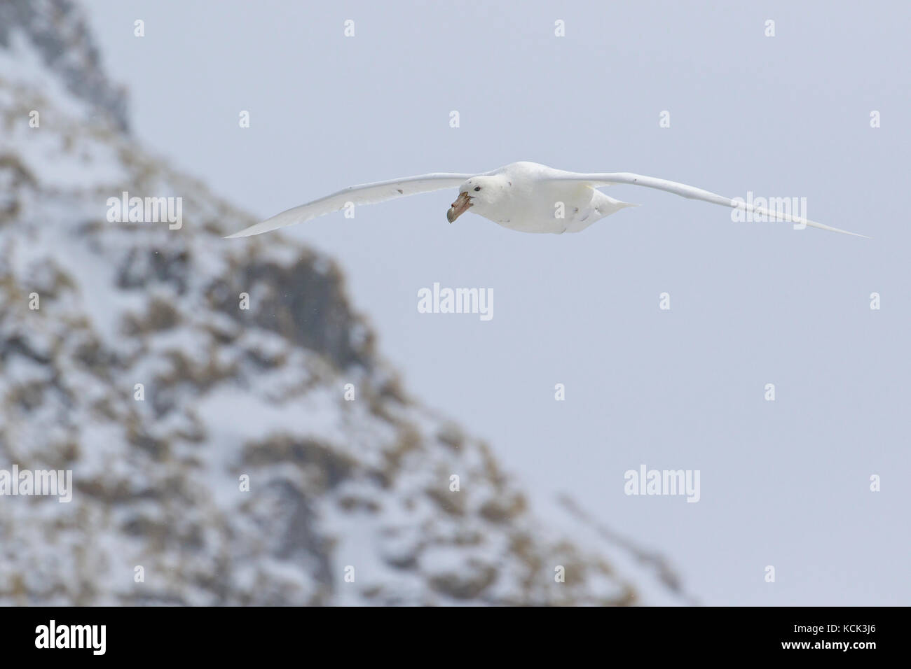 Pétrel géant (Macronectes giganteus) volant au-dessus de l'océan à la recherche de nourriture près de l'île de Géorgie du Sud. Banque D'Images