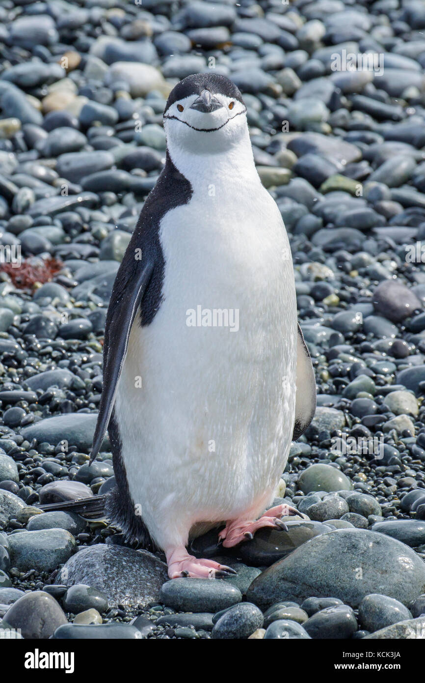 Manchot à Jugulaire (Pygoscelis antarcticus) perché sur un éperon beach sur l'île de Géorgie du Sud. Banque D'Images