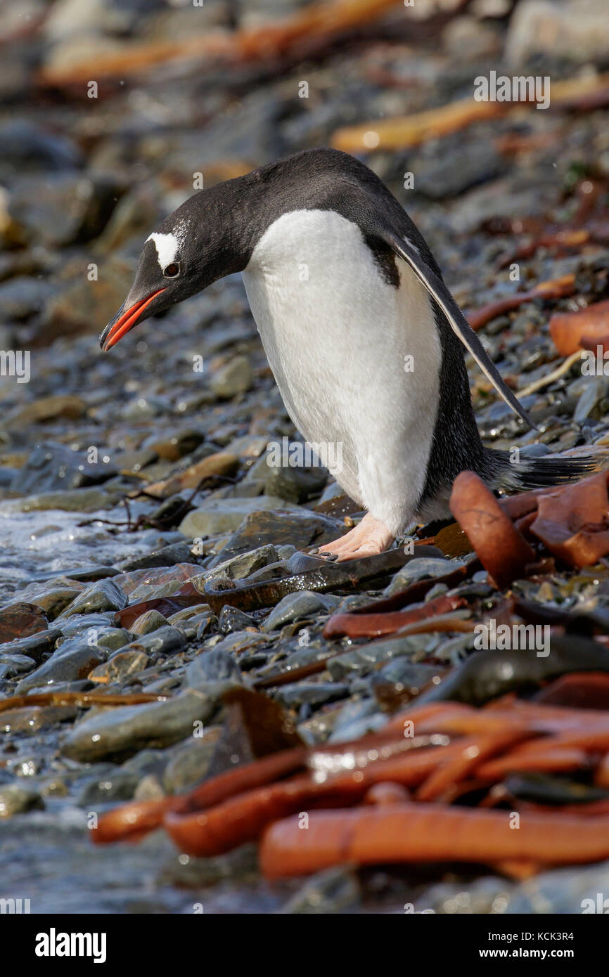 Gentoo pingouin (Pygoscelis papua) perché sur un éperon beach sur l'île de Géorgie du Sud. Banque D'Images