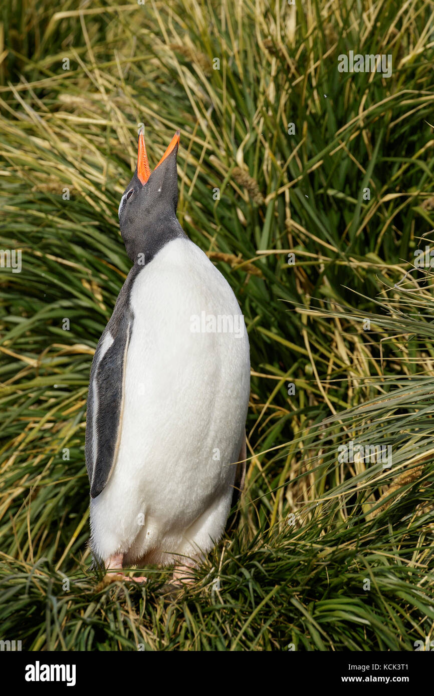 Gentoo pingouin (Pygoscelis papua) perché sur tussock grass sur l'île de Géorgie du Sud. Banque D'Images
