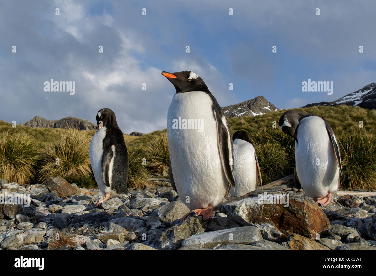Gentoo pingouin (Pygoscelis papua) perché sur un éperon beach sur l'île de Géorgie du Sud. Banque D'Images