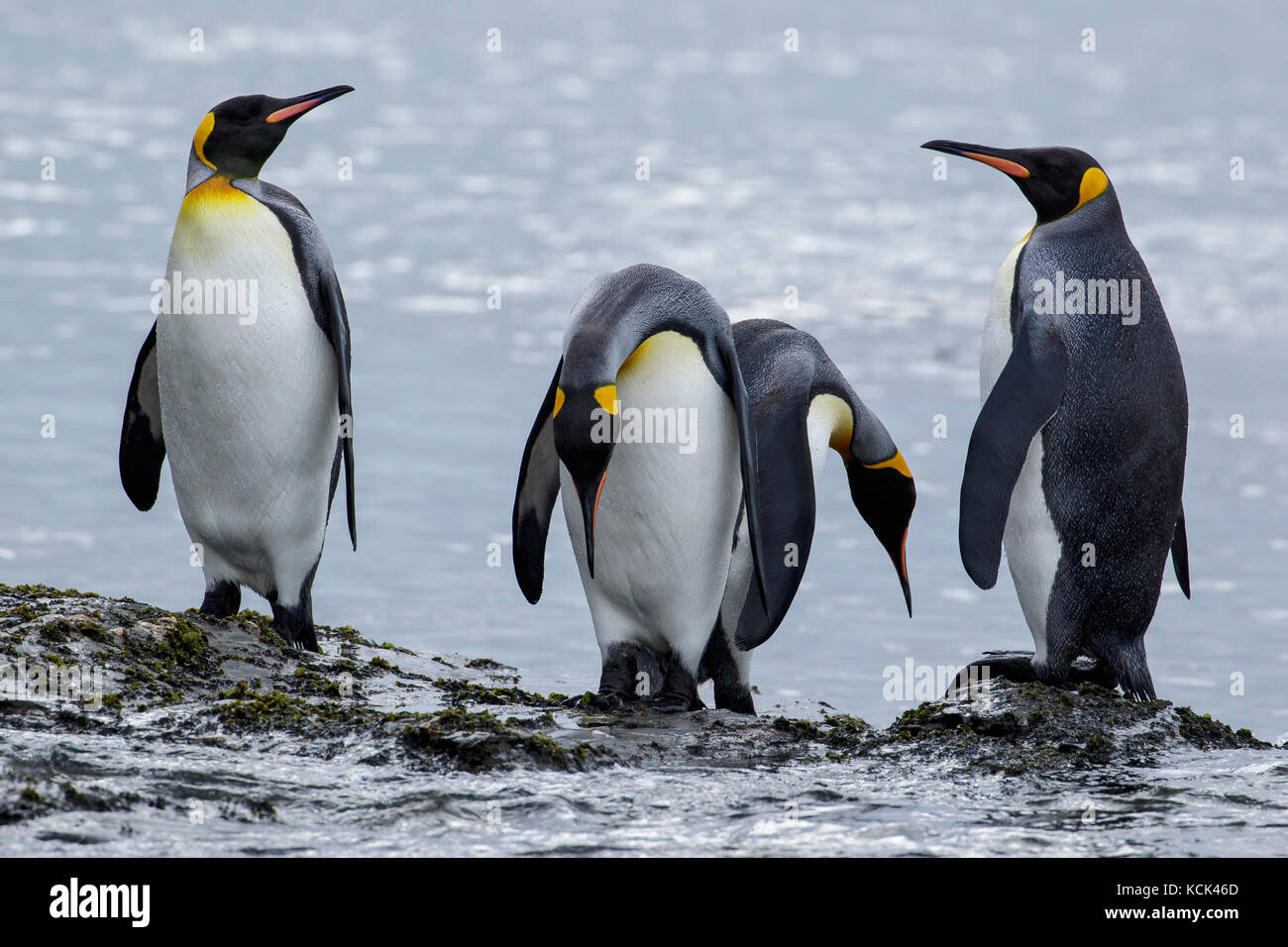 Manchot royal (Aptenodytes patagonicus) perché sur un éperon beach sur l'île de Géorgie du Sud. Banque D'Images