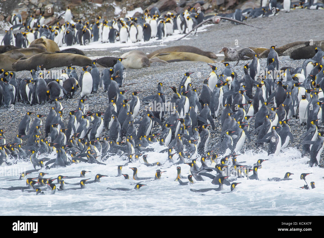 Manchot royal (Aptenodytes patagonicus) retourner à la rive sur une plage rocheuse, sur l'île de Géorgie du Sud. Banque D'Images