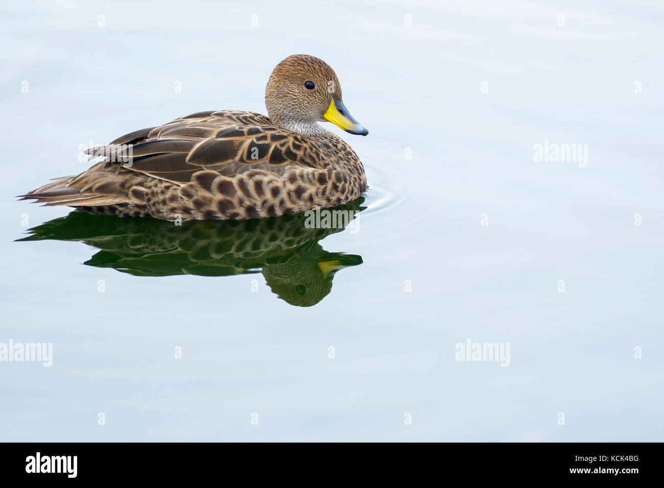 La Géorgie du Sud Canards pilets (Anas georgica georgica) sur un étang situé sur l'île de Géorgie du Sud. Banque D'Images