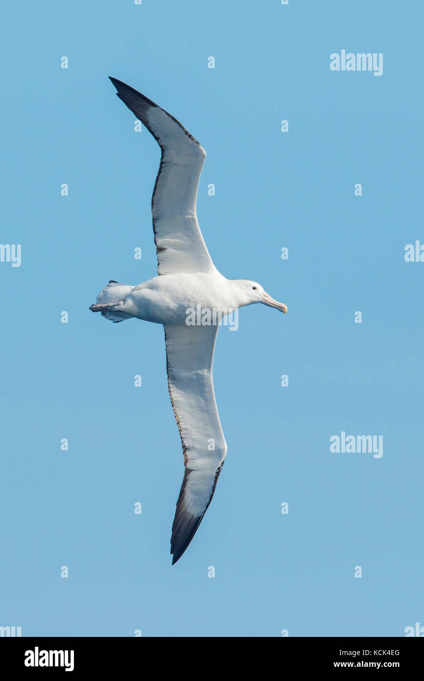Le sud de l'Albatros (Diomedea epomophora Royal epomophora) volant au-dessus de l'océan à la recherche de nourriture près de l'île de Géorgie du Sud. Banque D'Images