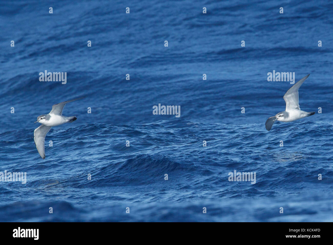 Prion de l'Antarctique (Pachyptila desolata) volant au-dessus de l'océan à la recherche de nourriture près de l'île de Géorgie du Sud. Banque D'Images