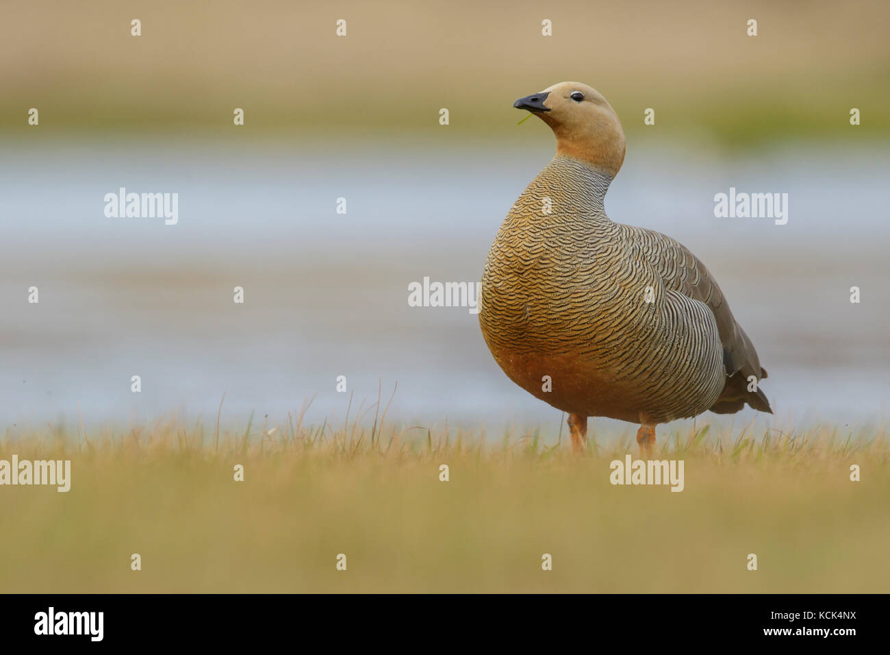 Ouette à tête rousse (Chloephaga rubidiceps) nourrir le long du rivage dans les îles Falkland. Banque D'Images