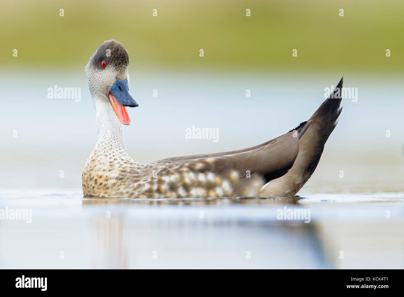 Patagonian Crested Duck (Lophonetta specularioides) sur un petit étang dans les îles Falkland. Banque D'Images