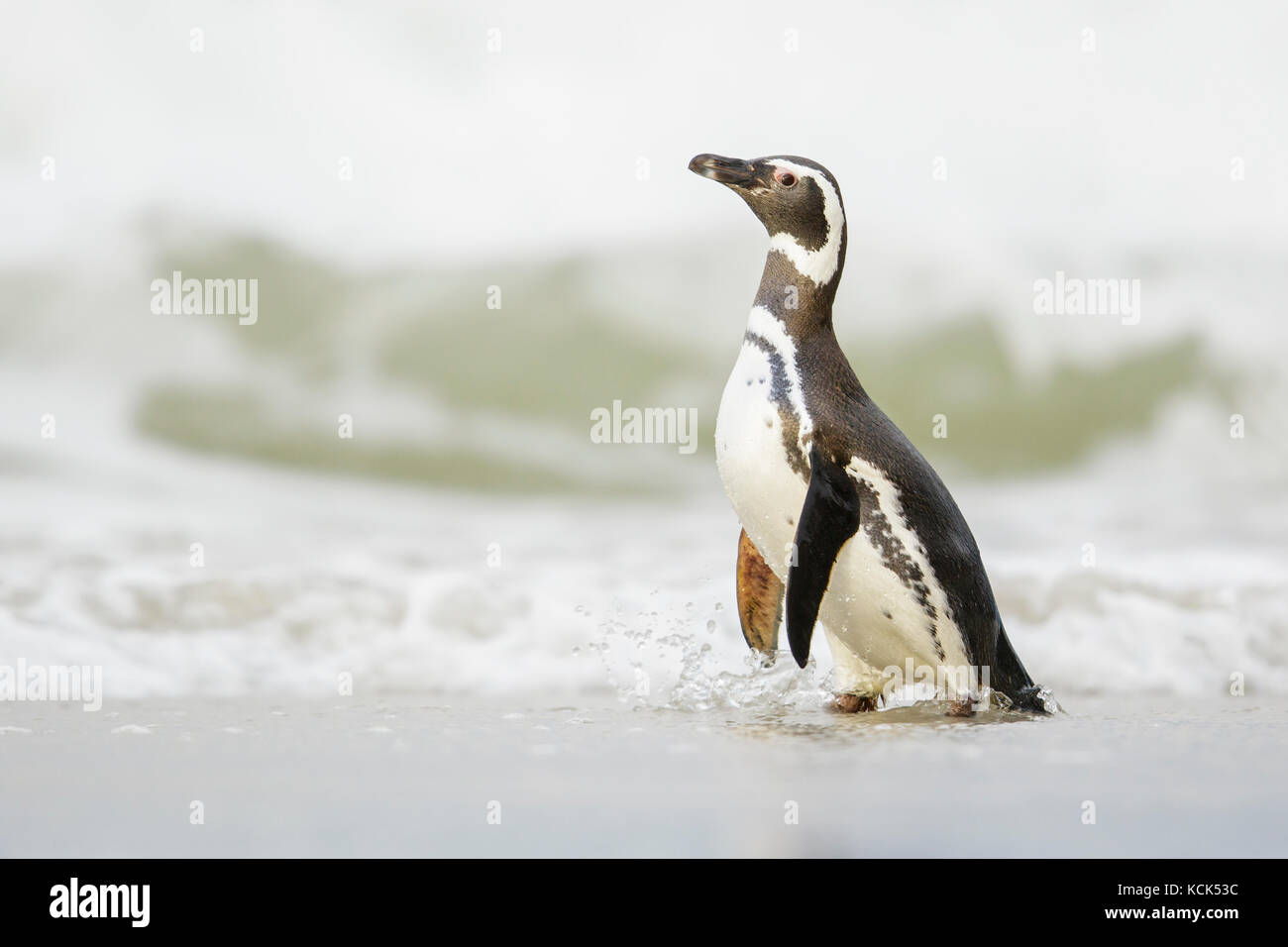 Manchot de Magellan (Spheniscus magellanicus) sur une plage dans les îles Falkland. Banque D'Images