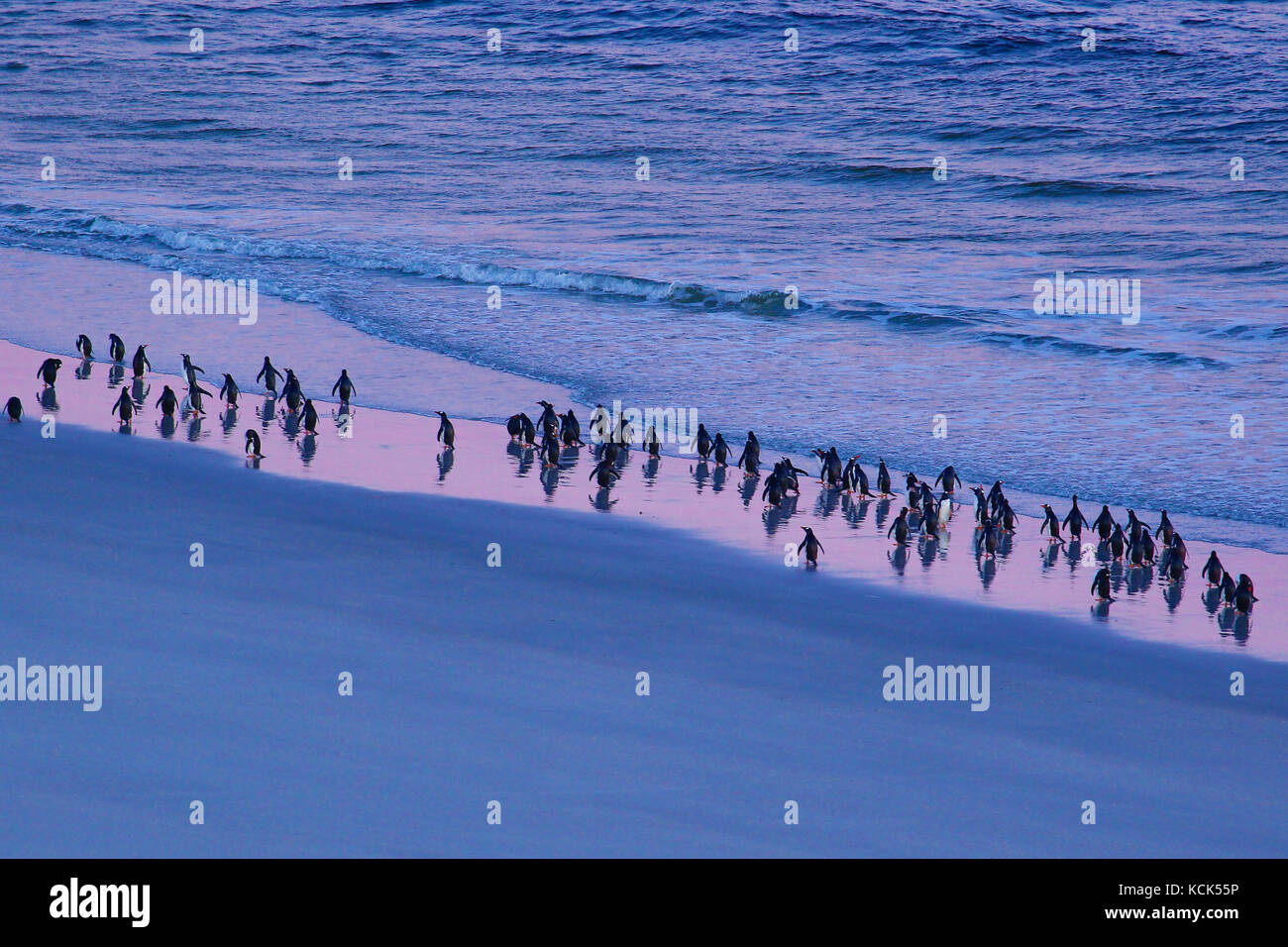 Un grand waddle de gorfous sauteurs,Eudyptes chrysocome, recueillies le long d'une plage dans les îles Malouines, territoire britannique d'outre-mer, Banque D'Images