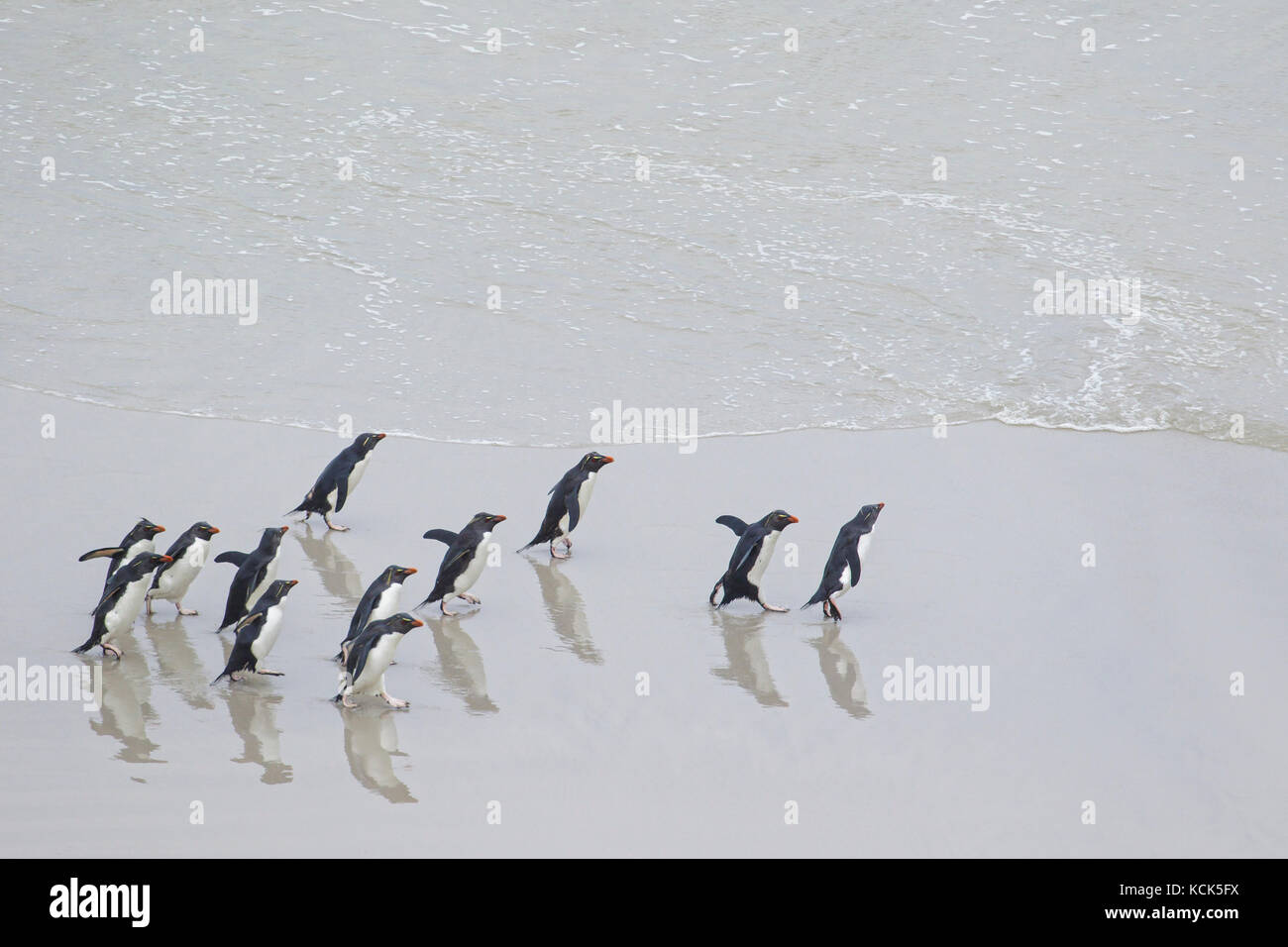 Rockhopper Penguin (Eudyptes chrysocome) le long de la plage, dans les îles Falkland Banque D'Images
