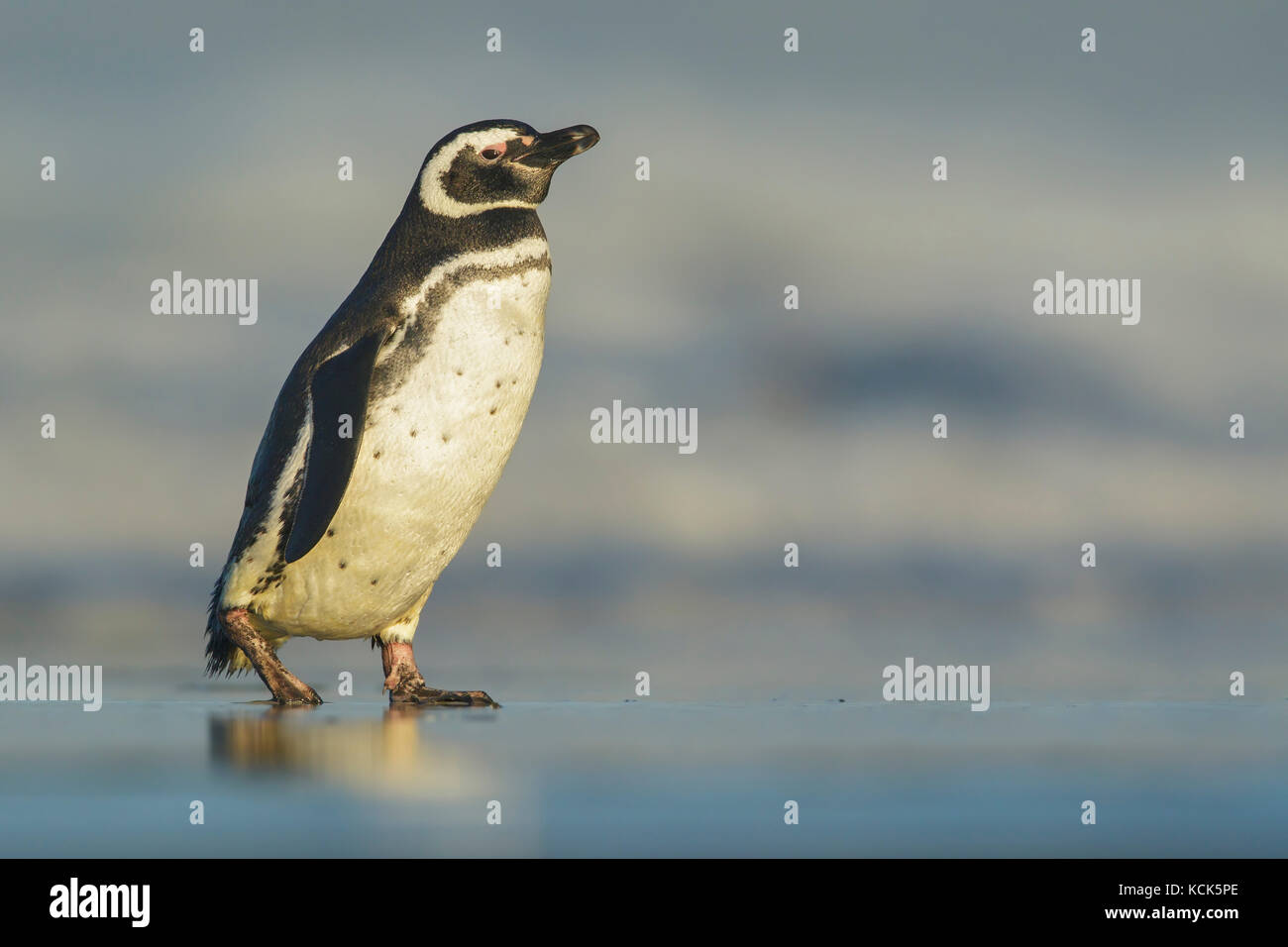 Manchots Sur La Plage Banque D Image Et Photos Alamy