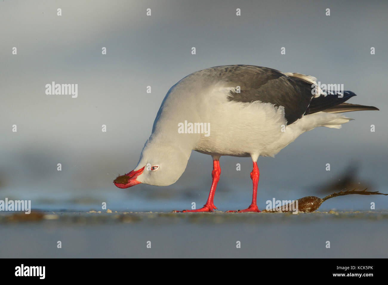 Dolphin Gull Leucophaeus scoresbii se nourrissent d'une plage dans les îles Falkland. Banque D'Images