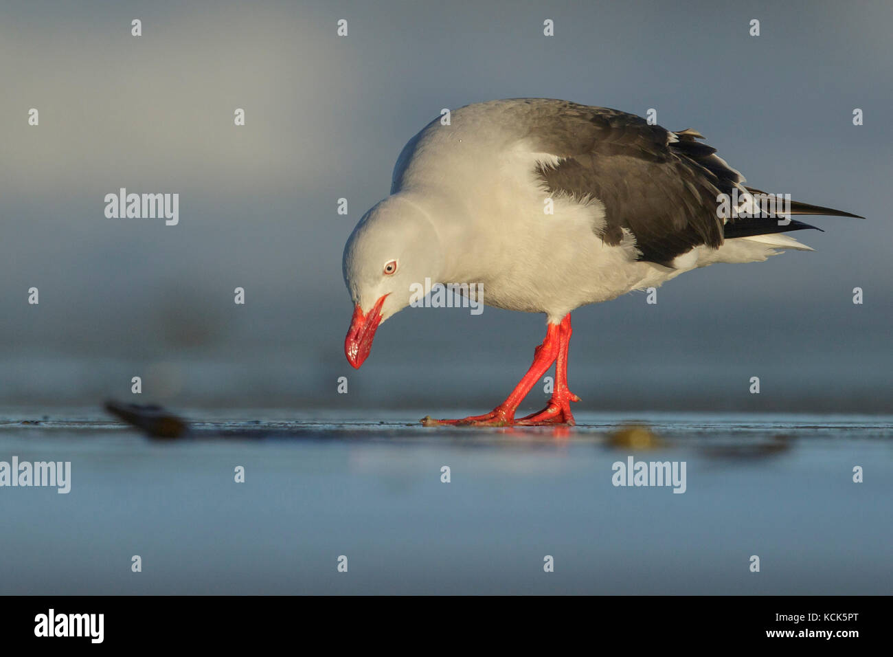 Dolphin Gull Leucophaeus scoresbii se nourrissent d'une plage dans les îles Falkland. Banque D'Images