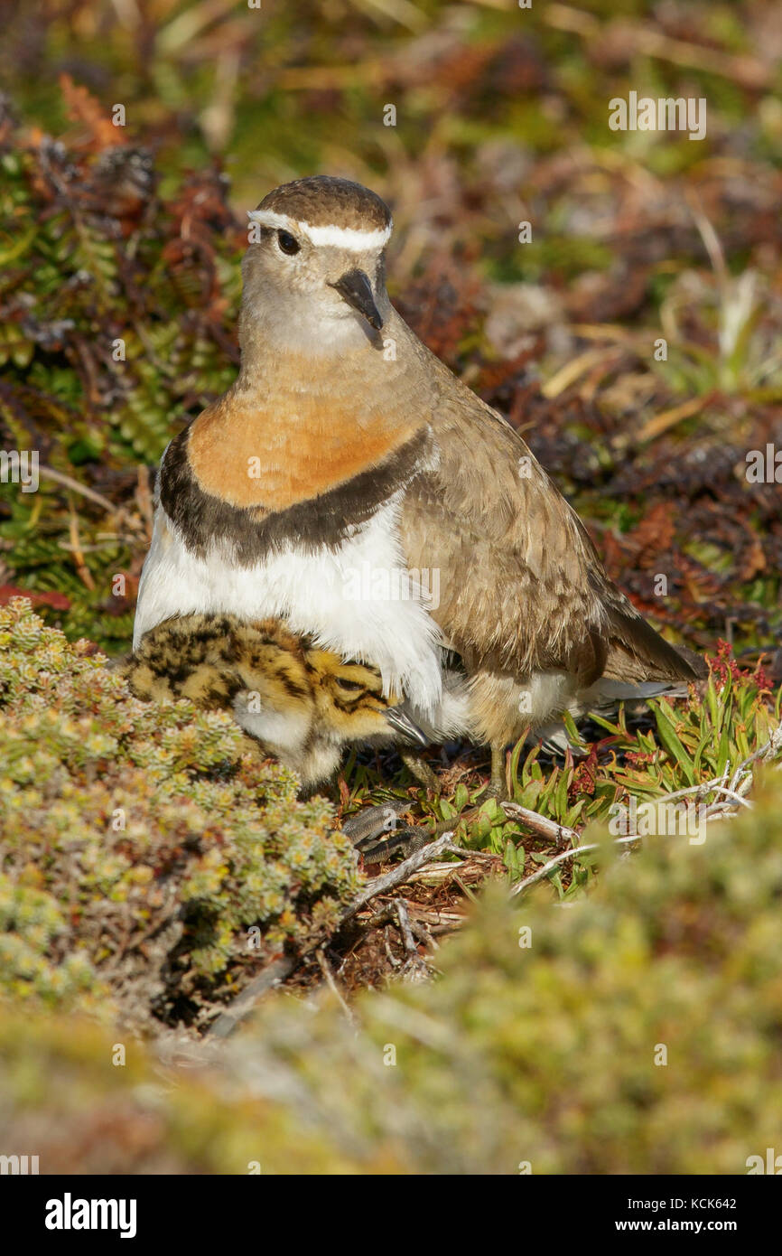 Le « récent torse nu (Charadrius modestus) sur le terrain dans les îles Falkland. Banque D'Images
