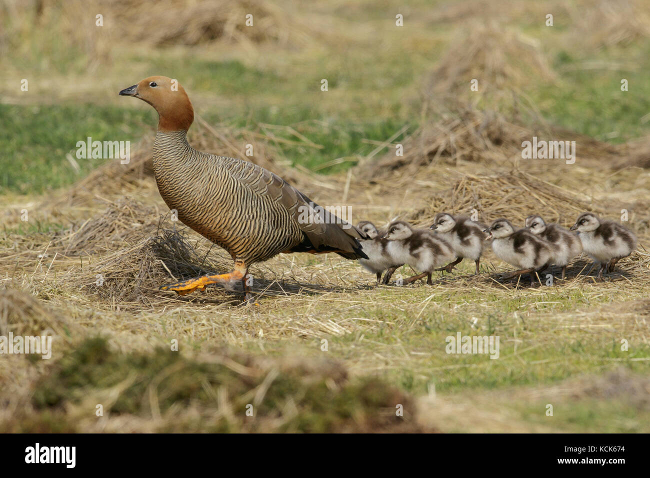 Ouette à tête rousse (Chloephaga rubidiceps) perché sur le terrain dans les îles Falkland. Banque D'Images