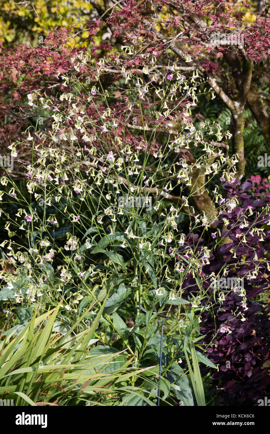 Spacieux, tiges et fleurs blanches qui s'ouvrent et se fanent au rose dans le plant de tabac, Nicotiana annuel mutabilis Banque D'Images