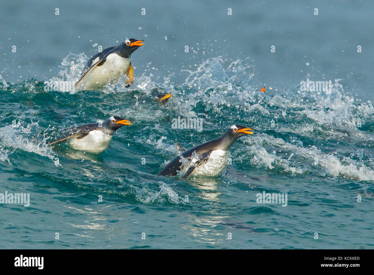 Gentoo pingouin (Pygoscelis papua) Retour à la terre par les vagues dans les îles Falkland. Banque D'Images