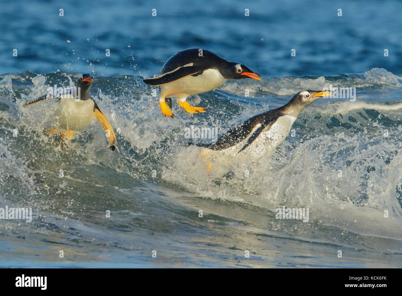 Gentoo pingouin (Pygoscelis papua) Retour à la terre par les vagues dans les îles Falkland. Banque D'Images