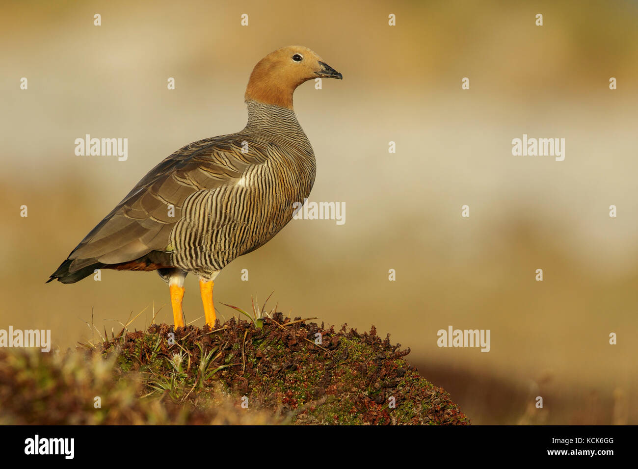 Ouette à tête rousse (Chloephaga rubidiceps) perché sur le terrain dans les îles Falkland. Banque D'Images