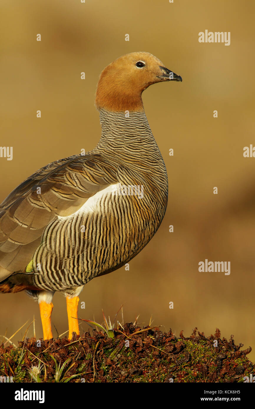 Ouette à tête rousse (Chloephaga rubidiceps) perché sur le terrain dans les îles Falkland. Banque D'Images